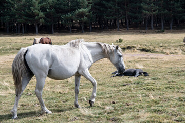 un caballo adulto de color blanco