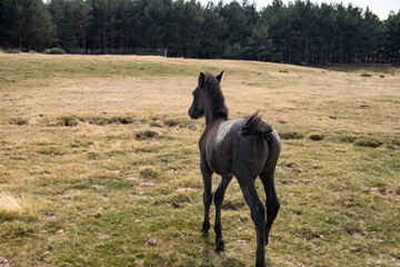 un caballo pequeño de color negro anda por el campo