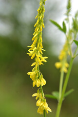 Melilot officinalis (Melilotus officinalis) blooms in nature
