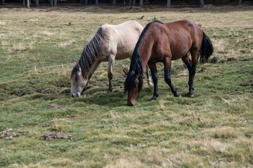 Dos caballos comen en el campo