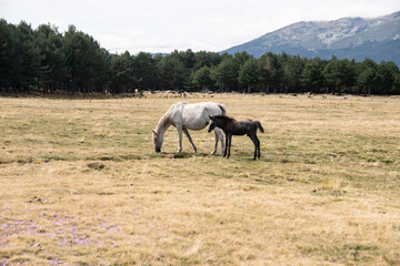 un caballo adulto esta en el monte junto a su cria