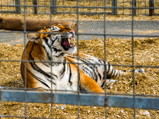 Circus tiger in an aviary
