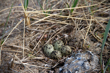 Four Semipalmated Plover (Charadrius semipalmatus) eggs in a nest surrounded by twigs near Arviat,...