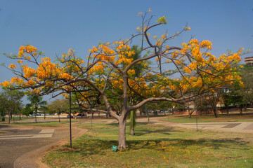 Naklejka premium tree in spring