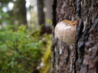 Pilz