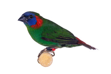 Red eared parrotfinch aka Erythrura colori bird, isolated on white background.