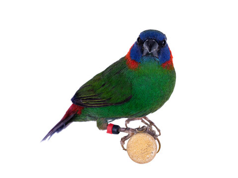 Red eared parrotfinch aka Erythrura colori bird, isolated on white background.