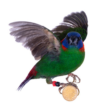 Red eared parrotfinch aka Erythrura colori bird, isolated on white background. Wings spread, ready to fly away.