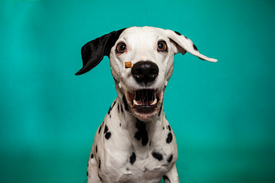 Dalamtiner im Studio versucht ein leckerli zu fangen. Hund schnappt nach essen und macht lustiges Gesicht