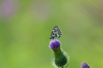 Schmetterling auf Distelblüte