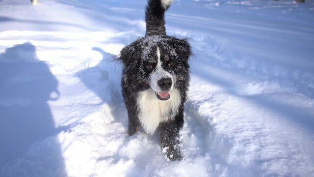Bernese mountain dog covered with snow walks through the snow drifts. Big fluffy dog
