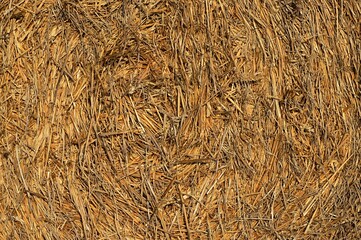 Texture of yellow round hay bale as viewed from front side, in winter morning sunshine.