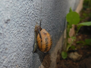 Snail Close Up