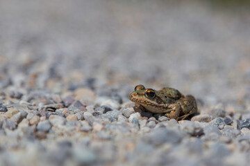 Frog in gravel