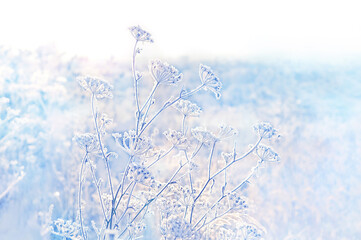 beautiful gentle winter landscape. frozen grass, nature background. frosty weather. cold winter season. new year and Christmas holiday concept. 