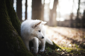 Schweizer Schäferhund im Wald. Welpe erkundet die Umgebung.