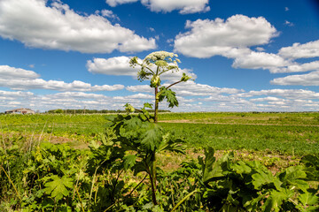 Heracleum Sosnowskyi contain the intense toxic allergen furanocoumarin