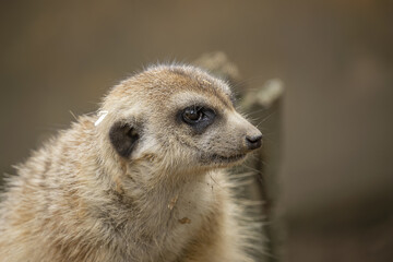 Portrait of a male Meerkat whit profile. (Suricata suricatta) Single Meerkat.