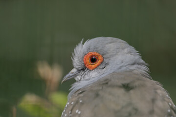 Portrait of a pigeon in profile on a green background. Diamond dove (Geopelia cuneata).