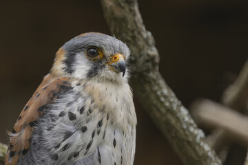 Close-up portrait of american kestrel whit profile. (Falco sparverius) On the background of a tree branch.