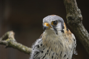 Close-up portrait of american kestrel. (Falco sparverius)