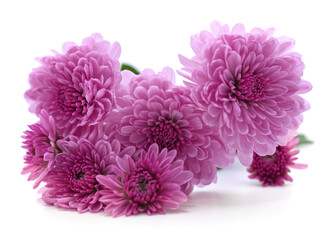 Bouquet of pink chrysanthemums.