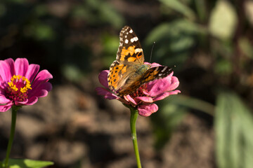 Painted Lady butterfly (Vanessa Cardui), wings opened, feeding pollen, collects nekrar from pink flower Zinnia. Butterfly with wings, top view, summertime background