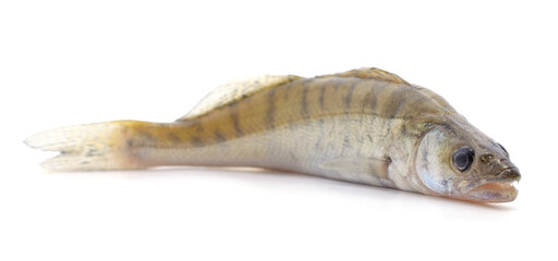 Little fresh perch.