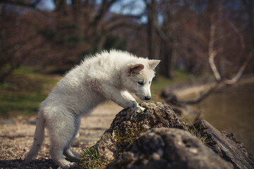 Weißer schweizer Schäferhung steht auf einem Stein neben dem See. Welpe erkundet die Natur.