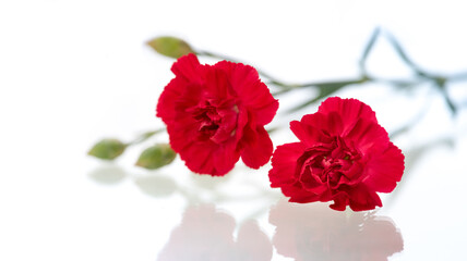 Red carnations flowers isolated on white background.