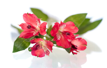 Pink alstroemeria, close-up on a white background. Alstroemeria flowers on a white background.