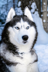 Siberian husky dog with blue eyes on walk in winter park.