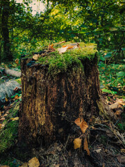 stump in the forest