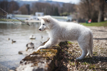 Weißer schweizer Schäferhung steht auf einem Stein neben dem See. Welpe erkunden die Natur.