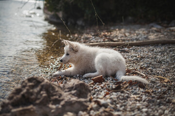 Weißer schweizer Schäferhung liegt auf Steinen neben dem See. Welpe ist erschöpft vom Erkunden.