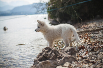 Weißer schweizer Schäferhund steht auf Steinen neben einen See. Welpe erkundet die Natur.