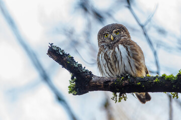 Sperlingskauz (Glaucidium passerinum)