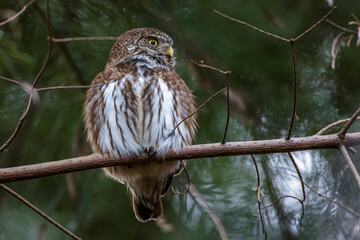 Sperlingskauz (Glaucidium passerinum)