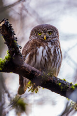 Sperlingskauz (Glaucidium passerinum)