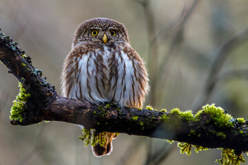 Sperlingskauz (Glaucidium passerinum)