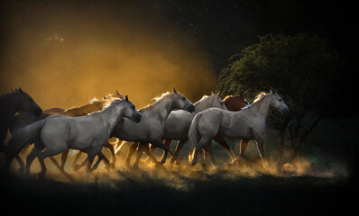Tropilla de caballos entre el polvo trotando en la penumbra del atardecer