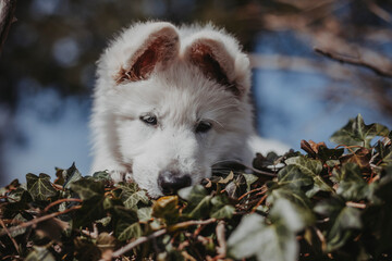 Obraz premium Portrait von einem jungen, weißen schweizer Schäferhund. Welpe liegt am Boden und schaut in die Ferne. Nahaufnahme von einem Welpen.