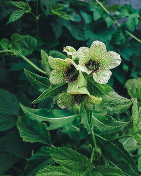 Macro: Close-up Green Flowers