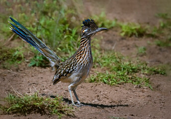 Greater Roadrunner standing in dirt and weeds on ground