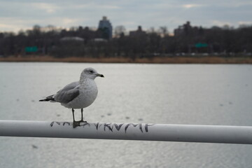 seagull on the pier