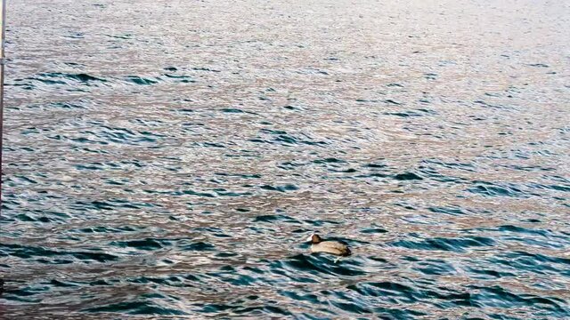 folaga swims on the lake Como