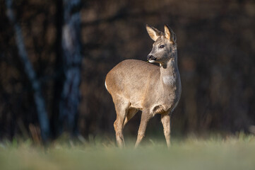 roe deer in the forrest 