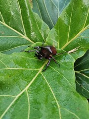 green bug on a leaf