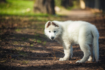Schweizer Schäferhund im Wald. Welpe erkundet die Umgebung.