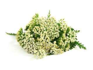 Common Yarrow Flower and Leaf Composition (Achillea Millefolium). Isolated on White Background. © Gummy Bear